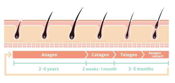 hair regeneration